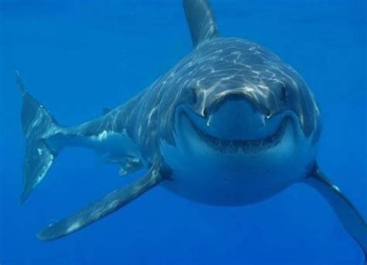 Which sharks are friendly?