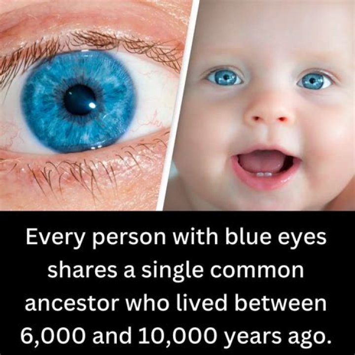 Who is the common ancestor for blue eyes?