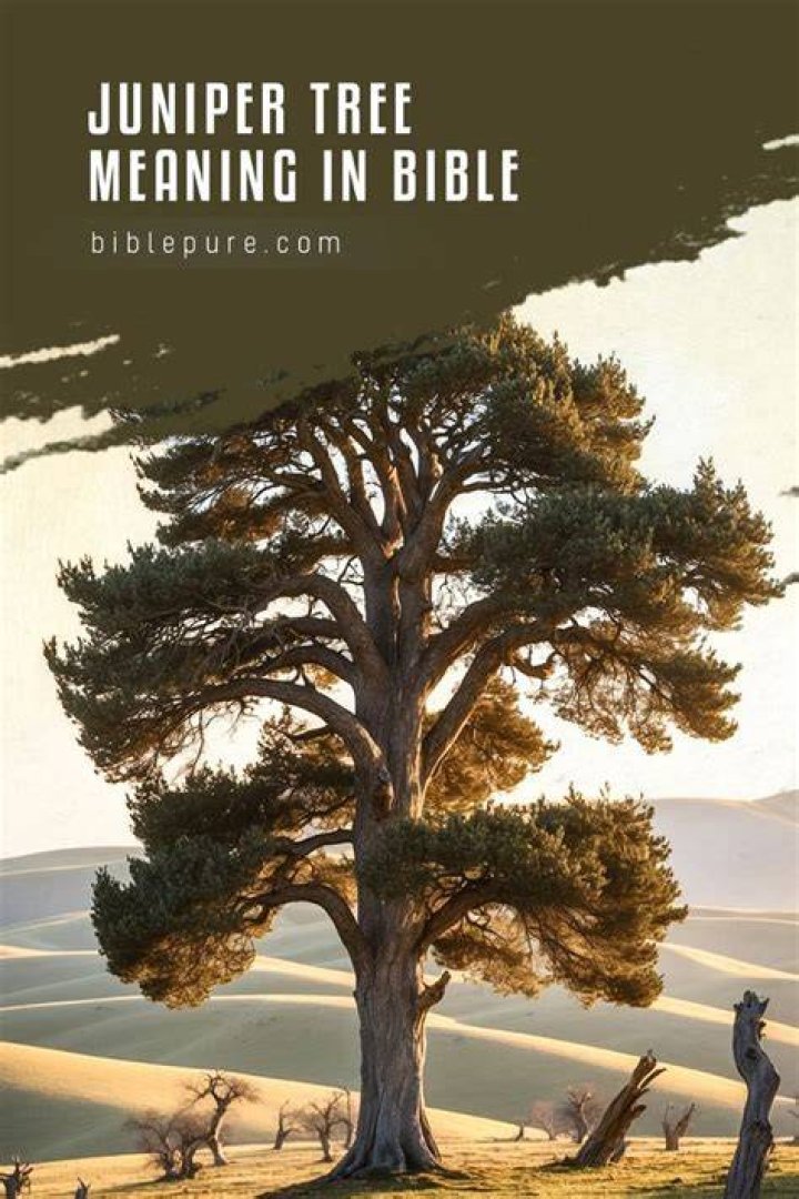 Who sat under the juniper tree in the Bible?