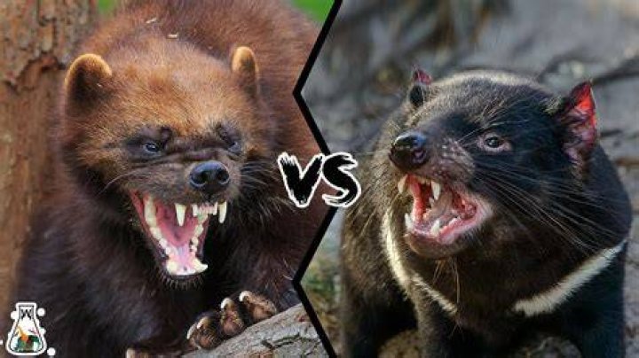 Who would win in a fight Wolverine or Thor?