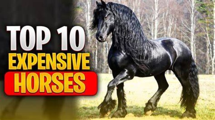 Why are horses so expensive right now 2021?