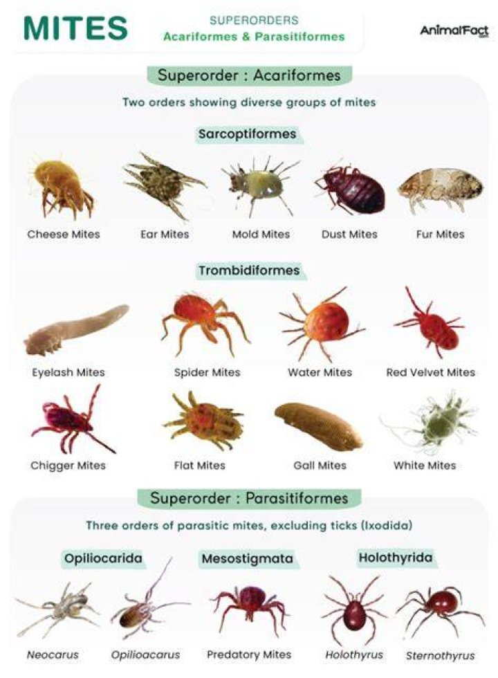 Why are mites attracted to me?