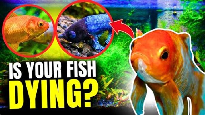 Why are my fish dying?