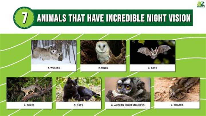 Why can't animals have chocolate?