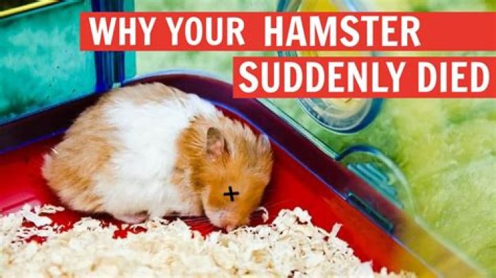 Why did my hamster bleed to death?