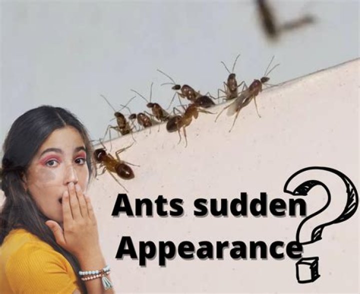 Why do ants suddenly appear?