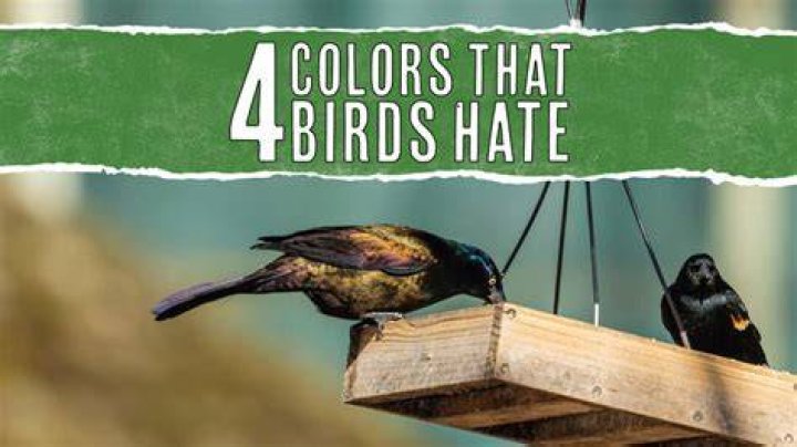 Why do birds hate red?