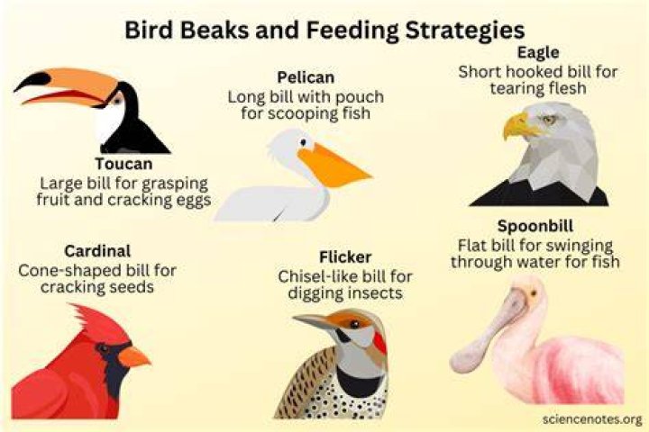 Why do birds stare at me?
