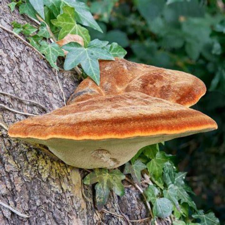 Why do bullets mushroom?