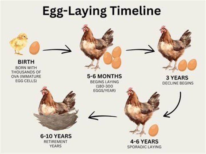 Why do chickens move after death?