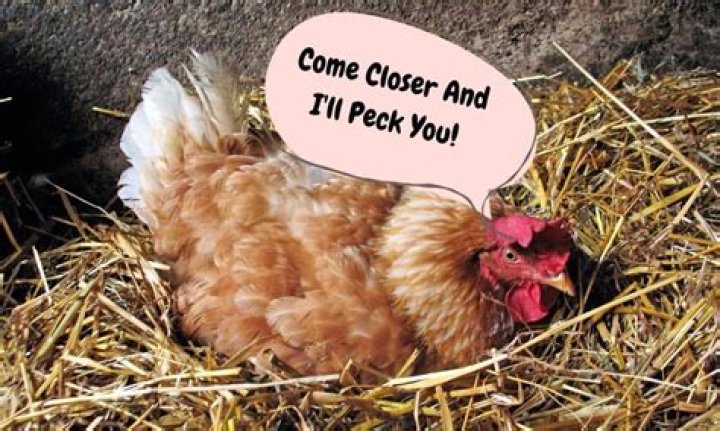 Why do chickens peck each other at night?