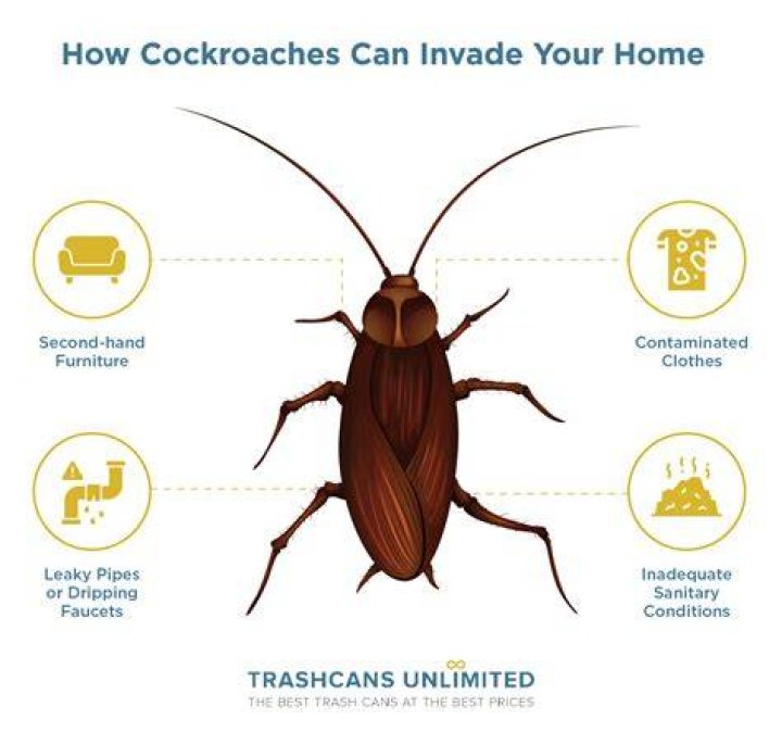 Why do cockroaches move after spraying?