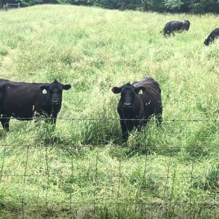 Why do cows reject a twin?