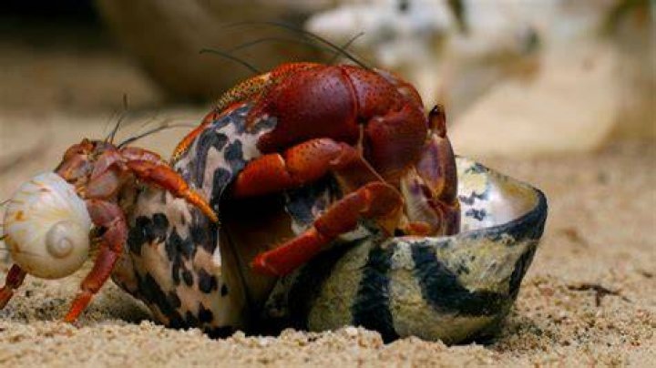 Why do crabs rip their claws off?