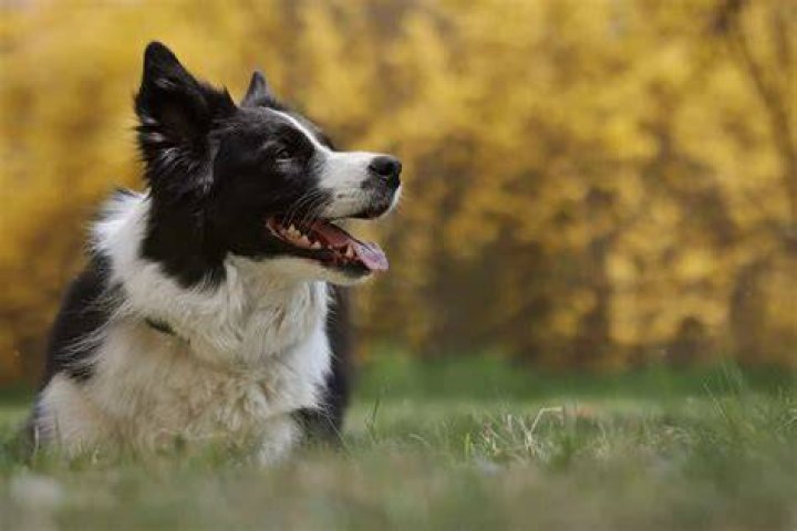 Why do dogs just stare at nothing?