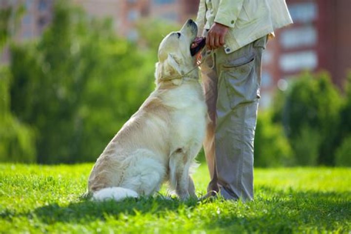Why do dogs nudge newborn babies?