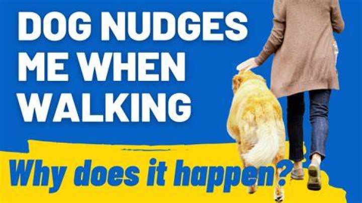 Why do dogs nudge you?