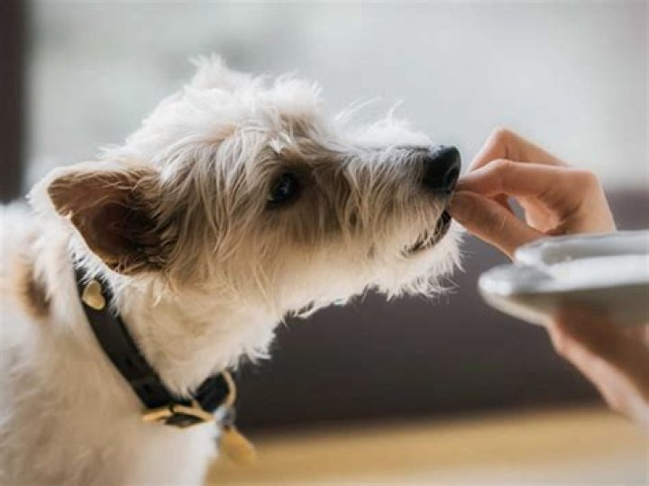 Why do dogs play after eating?
