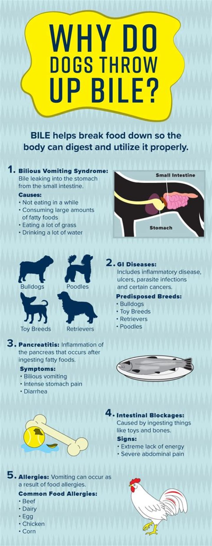 Why do dogs throw up yellow bile?