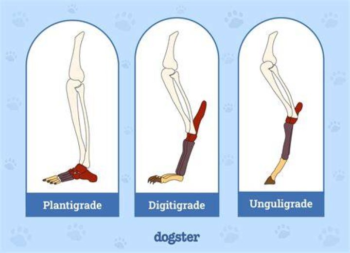 Why do dogs walk under your legs?
