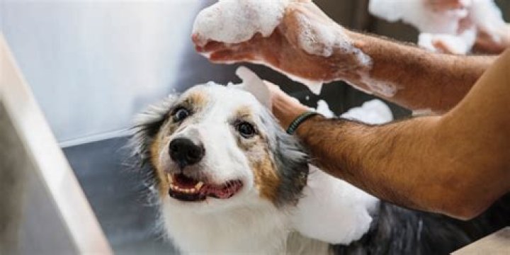 Why do groomers use vinegar?