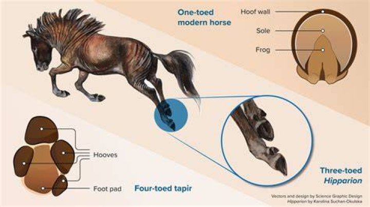Why do horses put their nose up?