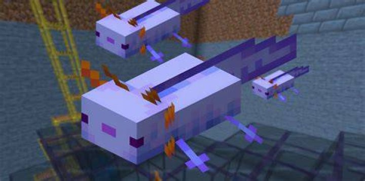 Why do my axolotls keep disappearing in Minecraft bedrock?