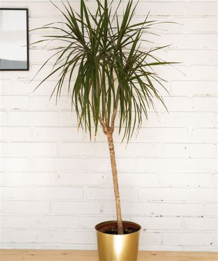 Why do overcrowded plants grow tall and spindly?