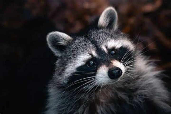 Why do raccoons scream at night?