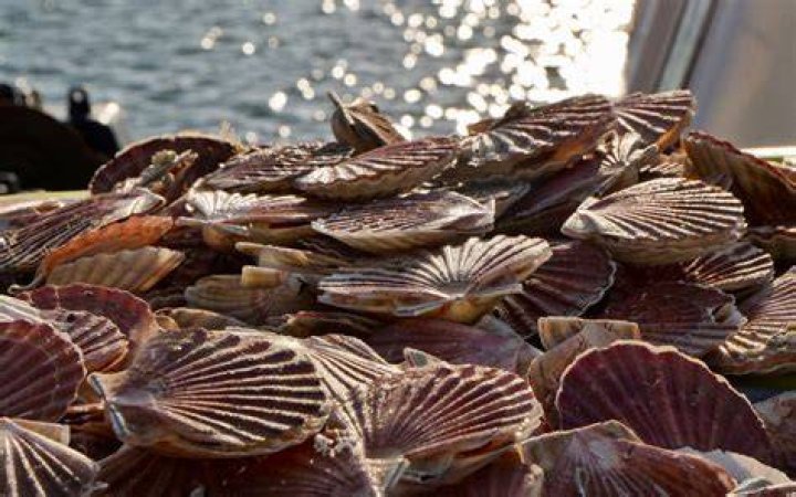 Why do scallops chatter?