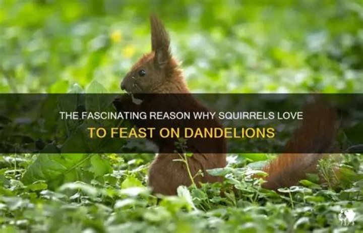 Why do squirrels eat dandelions?