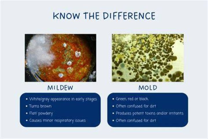 Why does mold keep growing in my shower?