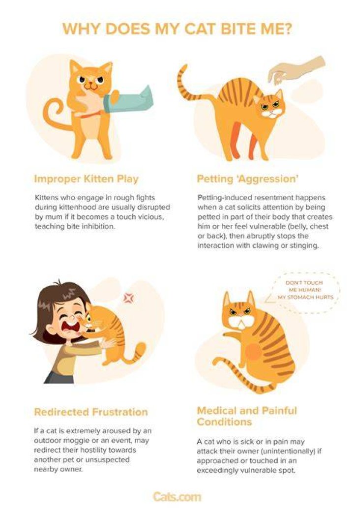 Why does my cat come to me when I make a high pitched noise?