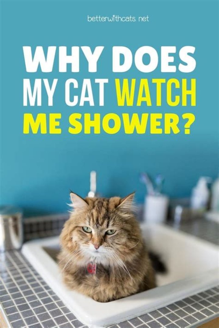 Why does my cat watch me on the toilet?