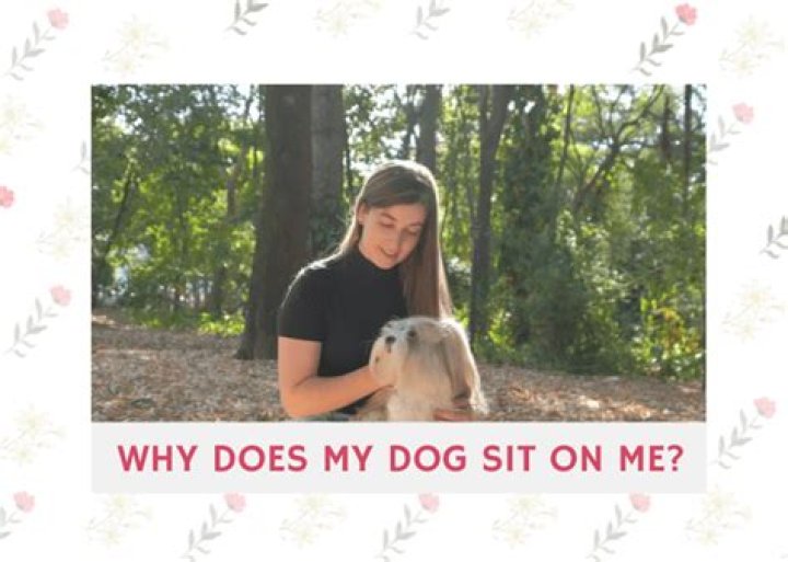 Why does my dog sit on me?
