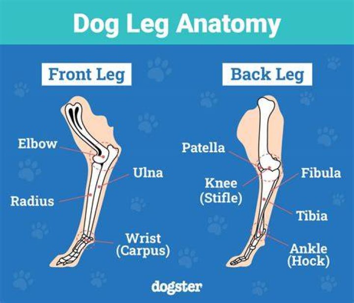 Why does my dog stand on his legs?