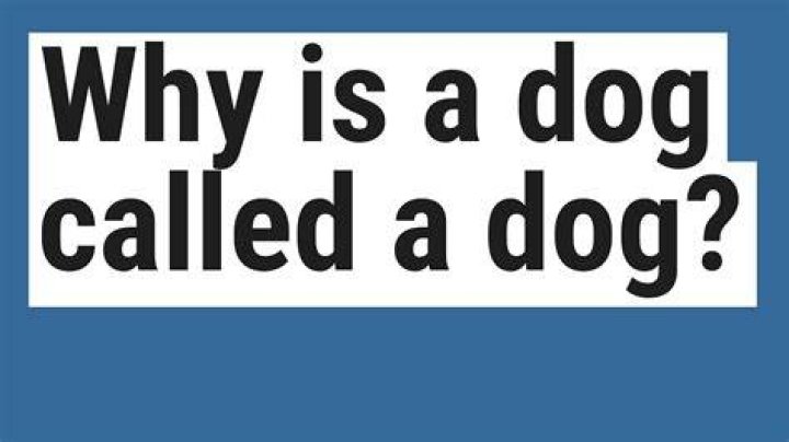Why is a dog called a dog?