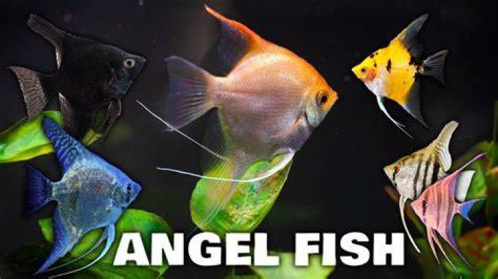 Why is my Angelfish jerking?