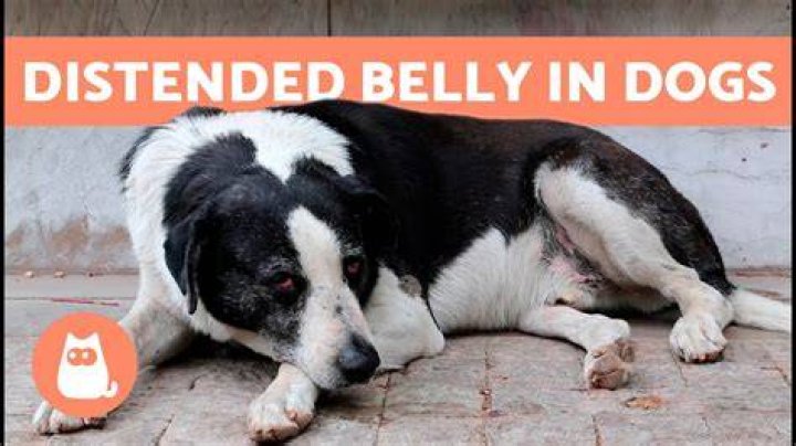 Why is my dog's stomach swollen and hard?