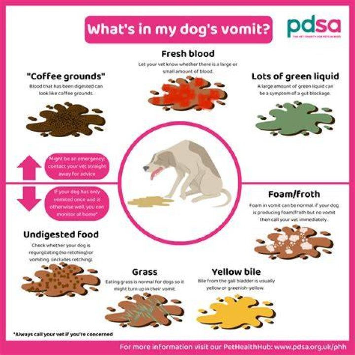 Why is my dog puking but acting normal?