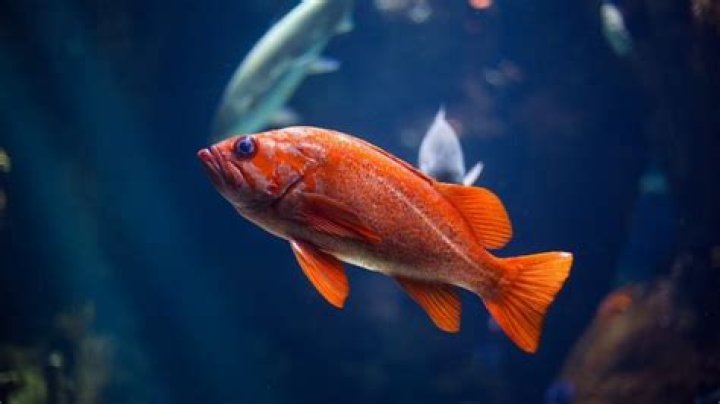 Why is my fish shaking?