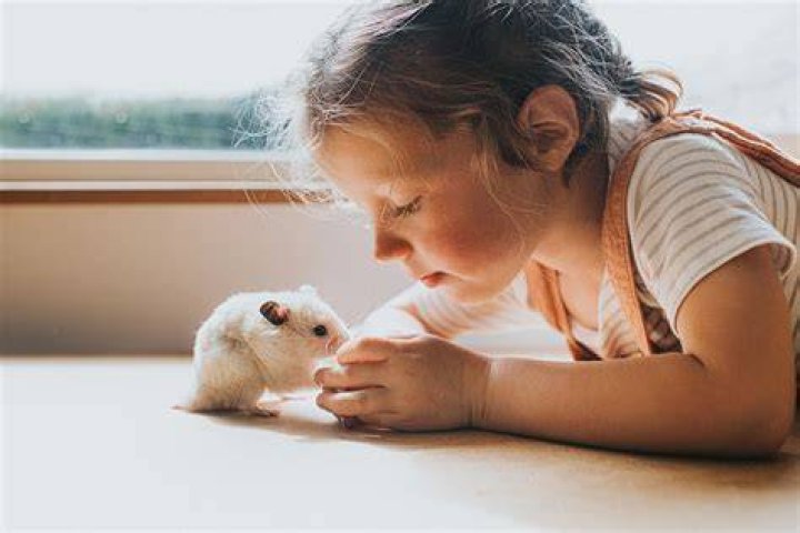 Why is my hamster sitting still and shaking?