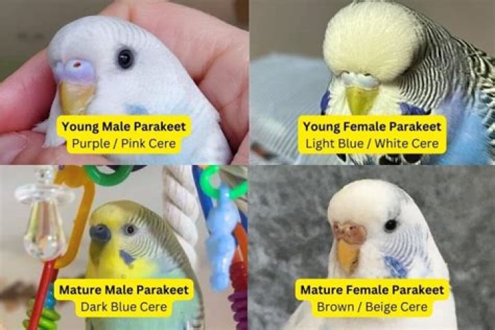 Why is my parakeet chirping at me?