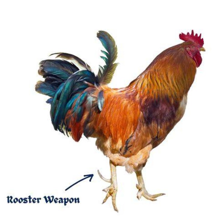Why is my rooster high stepping?