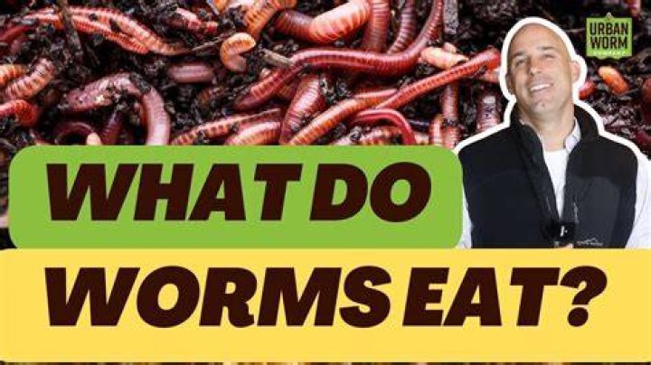 Will a worm eat a dead worm?