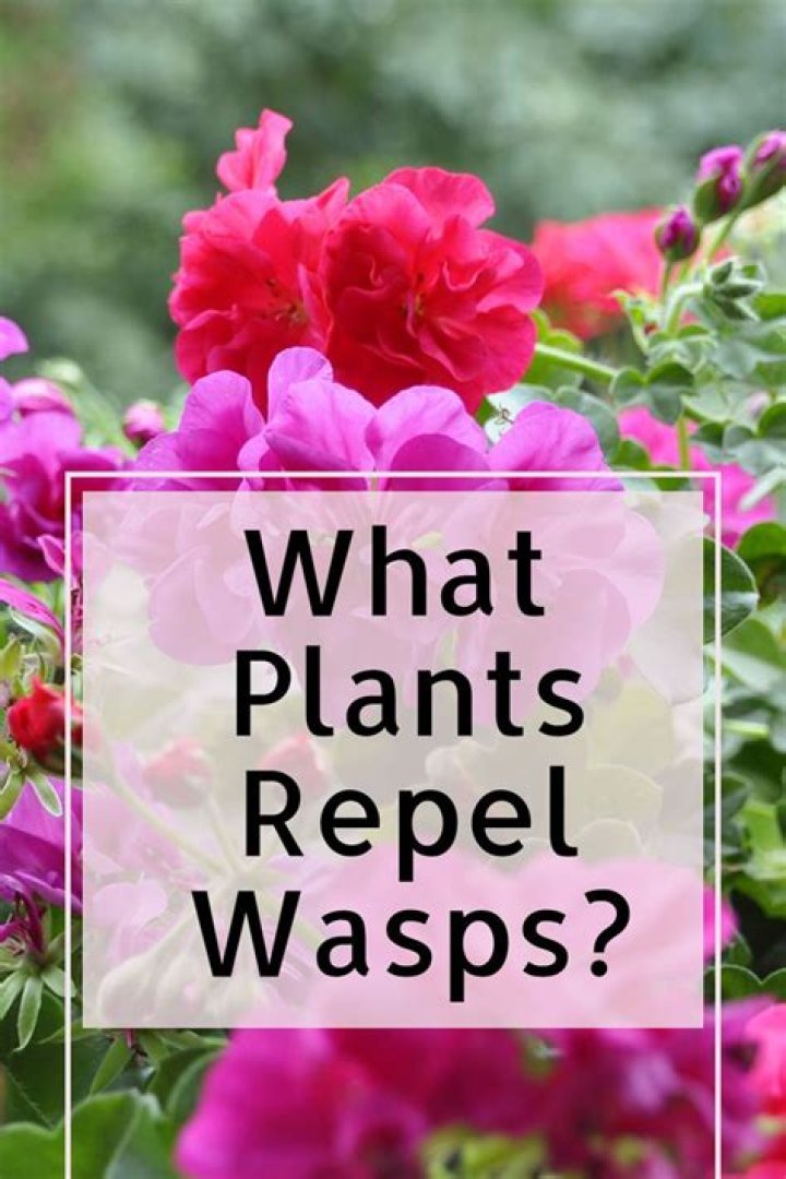Will citronella repel wasps?