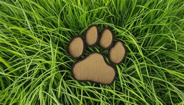 Will grass grow back after dog urine?