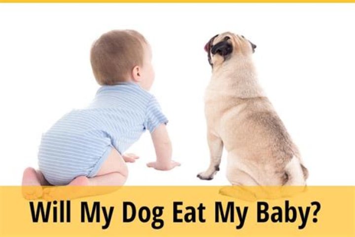 Will my dog eat my baby?