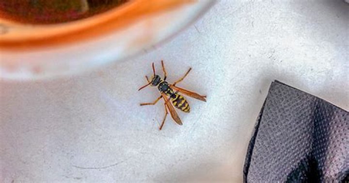 Will wasps sting if you stay still?